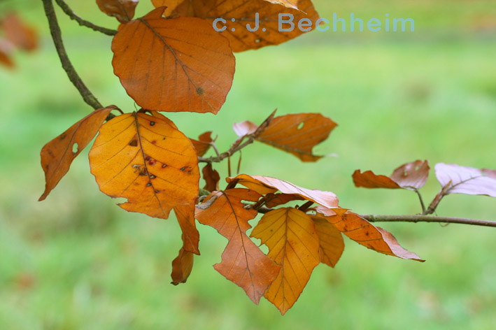 Rotbuche im Herbst